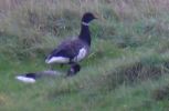 Filename=black_brant_rspbframpton.jpg
Filesize=63KiB
Dimensions=606x395
Date added=Nov 13, 2009 black_brant_rspbframpton.jpg