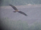 Filename=black_kite_1.jpeg
Filesize=49KiB
Dimensions=615x461
Date added=May 26, 2011 black_kite_1.jpeg