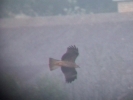 Filename=black_kite_2.jpeg
Filesize=49KiB
Dimensions=615x461
Date added=May 26, 2011 black_kite_2.jpeg