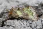 Filename=burnished_brass.jpg
Filesize=67KiB
Dimensions=700x467
Date added=Jul 24, 2008 burnished_brass.jpg