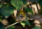 Filename=firecrest.jpg
Filesize=54KiB
Dimensions=700x478
Date added=Nov 26, 2010 firecrest.jpg