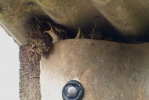 Filename=fledging_treecreeper.jpg
Filesize=60KiB
Dimensions=700x467
Date added=Oct 09, 2011 fledging_treecreeper.jpg
