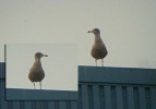 Filename=glauc_1.jpg
Filesize=19KiB
Dimensions=614x428
Date added=Jan 29, 2012 glauc_1.jpg