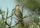 Filename=gropper_1.jpg
Filesize=80KiB
Dimensions=700x500
Date added=Jul 05, 2011 gropper_1.jpg