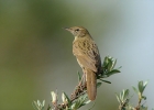 Filename=gropper_2.jpg
Filesize=42KiB
Dimensions=700x500
Date added=Jul 05, 2011 gropper_2.jpg