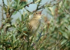 Filename=gropper_3.jpg
Filesize=88KiB
Dimensions=700x500
Date added=Jul 05, 2011 gropper_3.jpg