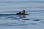 Filename=king_eider_1.jpg
Filesize=36KiB
Dimensions=600x400
Date added=Sep 12, 2009 king_eider_1.jpg