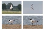 Filename=med_gulls_19thMay.jpg
Filesize=57KiB
Dimensions=700x467
Date added=May 26, 2009 med_gulls_19thMay.jpg