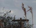 Filename=photo.JPG
Filesize=57KiB
Dimensions=358x285
Date added=Apr 13, 2012 photo.JPG