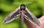 privet_hawkmoth.jpg