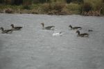 Filename=rosss_goose_(Small).JPG
Filesize=34KiB
Dimensions=640x425
Date added=Mar 19, 2009 rosss_goose_(Small).JPG