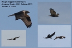 Filename=rough-legged_Buzzard.jpg
Filesize=29KiB
Dimensions=700x467
Date added=Oct 27, 2011 rough-legged_Buzzard.jpg