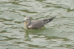 Filename=sabines_gull.jpg
Filesize=58KiB
Dimensions=600x400
Date added=Sep 16, 2011 sabines_gull.jpg
