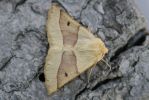scalloped_oak.jpg