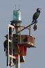Filename=shag.jpg
Filesize=52KiB
Dimensions=467x700
Date added=Sep 28, 2008 shag.jpg