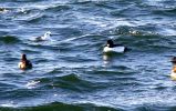 Filename=smew.jpg
Filesize=122KiB
Dimensions=700x439
Date added=Jan 18, 2009 smew.jpg
