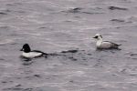 Filename=smew_1.jpg
Filesize=82KiB
Dimensions=700x466
Date added=Jan 25, 2009 smew_1.jpg