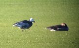 Filename=snow_goose_MSTW_7thNov.jpg
Filesize=42KiB
Dimensions=600x370
Date added=Nov 07, 2010 snow_goose_MSTW_7thNov.jpg