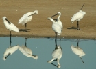 Filename=spoonbill_gib_jun_2011.jpg
Filesize=54KiB
Dimensions=650x464
Date added=Jul 03, 2011 spoonbill_gib_jun_2011.jpg