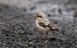 Filename=steppe_shrike.jpg
Filesize=98KiB
Dimensions=700x439
Date added=Nov 08, 2008 steppe_shrike.jpg