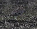Filename=stonecurlew.jpg
Filesize=94KiB
Dimensions=600x466
Date added=Sep 10, 2010 stonecurlew.jpg