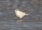 tern_sp.jpg