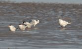 tern_sp2.jpg