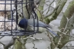 Filename=wainfleet_blue_tit.jpg
Filesize=72KiB
Dimensions=650x433
Date added=Mar 16, 2011 wainfleet_blue_tit.jpg