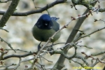 Filename=wainfleet_blue_tit_2.jpg
Filesize=56KiB
Dimensions=650x433
Date added=Mar 16, 2011 wainfleet_blue_tit_2.jpg