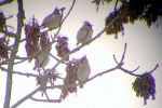 Filename=waxwing_scunthorpe.JPG
Filesize=94KiB
Dimensions=480x320
Date added=Dec 09, 2010 waxwing_scunthorpe.JPG