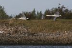 Filename=whoopers_1.jpg
Filesize=44KiB
Dimensions=600x400
Date added=Oct 11, 2009 whoopers_1.jpg
