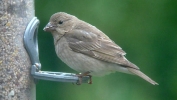 Rosefinch002_0513sml.jpg