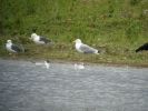 Adult_Caspian_Gull.JPG