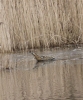 Filename=Bittern_28429.jpg
Filesize=52KiB
Dimensions=402x480
Date added=Jan 29, 2013 Bittern_28429.jpg