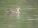 Blue-winged_Teal2C_Boultham_Mere2C_Lincs2C_Sept_2013_059.jpg