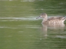 Blue-winged_Teal2C_Boultham_Mere2C_Lincs2C_Sept_2013_065.jpg