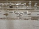 Filename=Caspian_Gull_1.JPG
Filesize=47KiB
Dimensions=640x480
Date added=Feb 22, 2010 Caspian_Gull_1.JPG