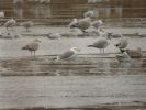 Filename=Caspian_Gull_3.JPG
Filesize=52KiB
Dimensions=640x480
Date added=Feb 22, 2010 Caspian_Gull_3.JPG