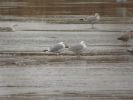Filename=Caspian_Gull_4.JPG
Filesize=48KiB
Dimensions=640x480
Date added=Feb 22, 2010 Caspian_Gull_4.JPG