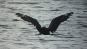 Filename=Great_Skua_Teal_Lake_July_2013_022.jpg
Filesize=47KiB
Dimensions=640x360
Date added=Jul 02, 2013 Great_Skua_Teal_Lake_July_2013_022.jpg
