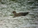 Great_Skua_Teal_Lake_July_2013_040.jpg