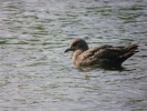 Filename=Great_Skua_Teal_Lake_July_2013_052.jpg
Filesize=64KiB
Dimensions=640x480
Date added=Jul 02, 2013 Great_Skua_Teal_Lake_July_2013_052.jpg