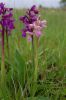 Green-winged_Orchid_(rose_pink).JPG