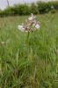 Green-winged_Orchid_var_alba.JPG