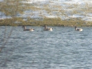 T_B_Geese_28629_Whisby_Quarry_Mar_2013.jpg
