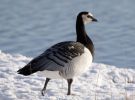 -Goose-6053.jpg