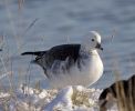 Filename=-Goose-6087.jpg
Filesize=90KiB
Dimensions=700x571
Date added=Dec 19, 2009 -Goose-6087.jpg