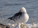 Filename=-Goose-6092.jpg
Filesize=80KiB
Dimensions=700x519
Date added=Dec 19, 2009 -Goose-6092.jpg
