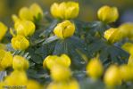 Aconites-1.jpg