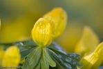 Aconites-2.jpg